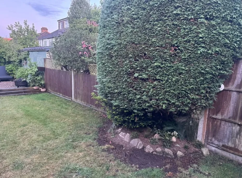 Overgrown lawn and conifer before a Beckenham garden refurbishment