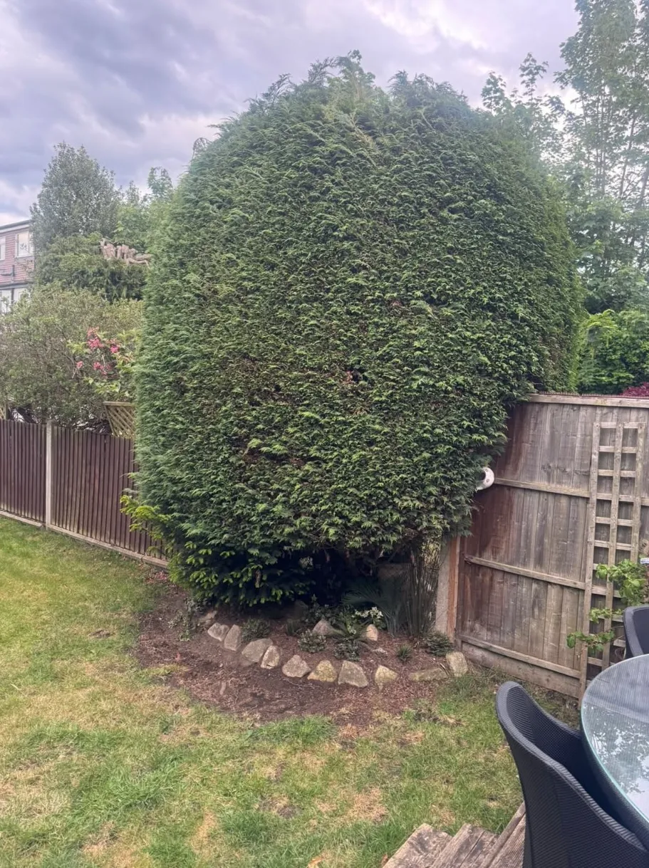 Mature conifer and old fencing before a Beckenham garden refurbishment